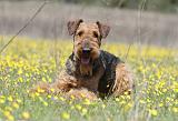 AIREDALE TERRIER 216